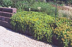 Creeping Jenny (Lysimachia nummularia) at A Very Successful Garden Center