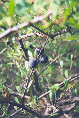 Opata Cherry-Plum (Prunus 'Opata') at Golden Acre Home & Garden