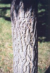 Delta Hackberry (Celtis occidentalis 'Delta') at Lakeshore Garden Centres