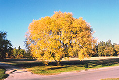 Boxelder (Acer negundo) at Lakeshore Garden Centres