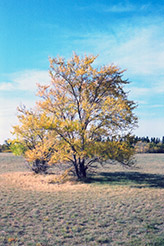 Siberian Elm (Ulmus pumila) at Lakeshore Garden Centres