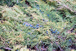 Chinese Juniper (Juniperus chinensis) at Lakeshore Garden Centres
