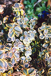 Canadale Gold Wintercreeper (Euonymus fortunei 'Canadale Gold') at A Very Successful Garden Center