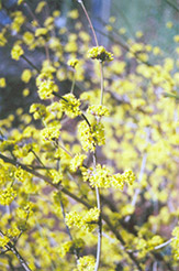 Spring Glow Cornelian Cherry Dogwood (Cornus mas 'Spring Glow') at Lakeshore Garden Centres