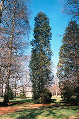 Atlantic Whitecedar (Chamaecyparis thyoides) at Lakeshore Garden Centres