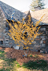 Orange Beauty Witchhazel (Hamamelis x intermedia 'Orange Beauty') at Lakeshore Garden Centres