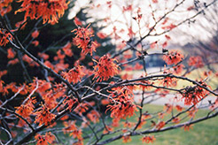 Diane Witchhazel (Hamamelis x intermedia 'Diane') at Lakeshore Garden Centres