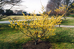 Primrose Witchhazel (Hamamelis x intermedia 'Primrose') at Lakeshore Garden Centres