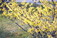 Primrose Witchhazel (Hamamelis x intermedia 'Primrose') at Lakeshore Garden Centres