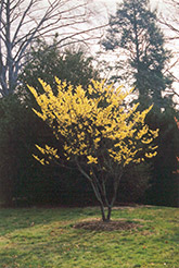 Winter Beauty Witchhazel (Hamamelis x intermedia 'Winter Beauty') at Lakeshore Garden Centres