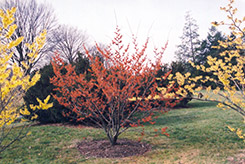 Diane Witchhazel (Hamamelis x intermedia 'Diane') at Lakeshore Garden Centres