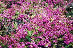 Vivelli Heath (Erica carnea 'Vivellii') at Lakeshore Garden Centres