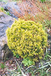 Rogers Arborvitae (Thuja plicata 'Rogersii') at Lakeshore Garden Centres