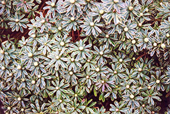 Variegated Rose Daphne (Daphne cneorum 'Variegata') at Lakeshore Garden Centres