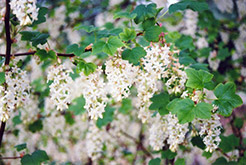 Henry Henneman Winter Currant (Ribes sanguineum 'Henry Henneman') at Lakeshore Garden Centres