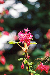 Elk River Red Winter Currant (Ribes sanguineum 'Elk River Red') at A Very Successful Garden Center