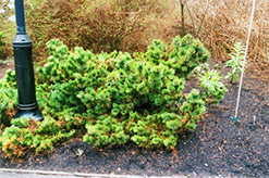 Yokohama Japanese Black Pine (Pinus thunbergii 'Yokohama') at Lakeshore Garden Centres
