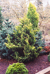 Golden Fairy Falsecypress (Chamaecyparis obtusa 'Golden Fairy') at Lakeshore Garden Centres