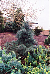 Weeping White Fir (Abies concolor 'Pendula') at Lakeshore Garden Centres
