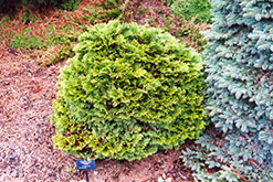 Pygmy Lawson Falsecypress (Chamaecyparis lawsoniana 'Pygmy') at Lakeshore Garden Centres