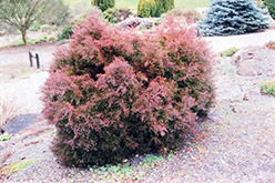 Ericoides Whitecedar (Chamaecyparis thyoides 'Ericoides') at Lakeshore Garden Centres
