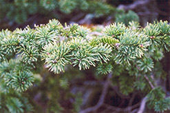 Alpine Fir (Abies lasiocarpa) at Lakeshore Garden Centres