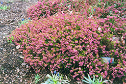 Gold Haze Heather (Calluna vulgaris 'Gold Haze') at Lakeshore Garden Centres
