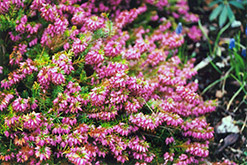 Gold Haze Heather (Calluna vulgaris 'Gold Haze') at Lakeshore Garden Centres