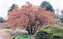 Harry Lauder's Walking Stick (Corylus avellana 'Contorta') at Lakeshore Garden Centres
