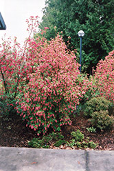 Winter Currant (Ribes sanguineum) at Lakeshore Garden Centres