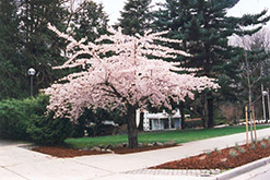 Shirofugen Flowering Cherry (Prunus serrulata 'Shirofugen') at Lakeshore Garden Centres