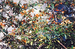 Rutgers Scarlet Firethorn (Pyracantha coccinea 'Rutgers') at Lakeshore Garden Centres