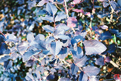 King's Ransom Oregon Grape (Mahonia 'King's Ransom') at Lakeshore Garden Centres