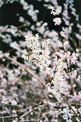 White Forsythia (Abeliophyllum distichum) at Peter Knippel Garden Centre