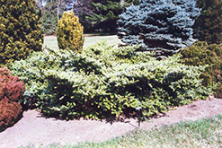 Compact Dwarf Korean Fir (Abies koreana 'Compact Dwarf') at Lakeshore Garden Centres