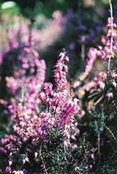 Furzey Heath (Erica carnea 'Furzey') at Lakeshore Garden Centres