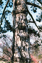 Austrian Pine (Pinus nigra) at Golden Acre Home & Garden
