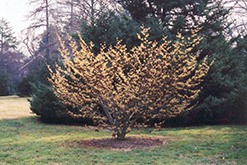Pallida Witchhazel (Hamamelis mollis 'Pallida') at Lakeshore Garden Centres