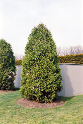 Zebrina Arborvitae (Thuja plicata 'Zebrina') at Lakeshore Garden Centres
