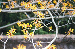 Chinese Witchhazel (Hamamelis mollis) at Lakeshore Garden Centres