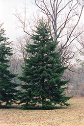 Veitch Fir (Abies veitchii) at Lakeshore Garden Centres