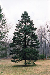 Rocky Mountain Douglas Fir (Pseudotsuga menziesii 'var. glauca') at Lakeshore Garden Centres
