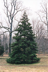 Korean Fir (Abies koreana) at Lakeshore Garden Centres