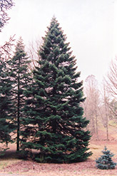 Nordmann Fir (Abies nordmanniana) at Lakeshore Garden Centres