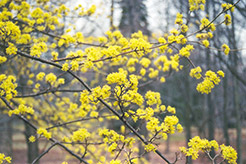 Japanese Cornelian Dogwood (Cornus officinalis) at Lakeshore Garden Centres