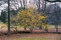 Japanese Cornelian Dogwood (Cornus officinalis) at Lakeshore Garden Centres