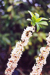 White February Daphne (Daphne mezereum 'Alba') at Lakeshore Garden Centres