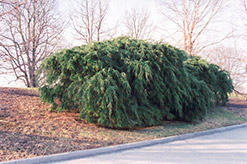 Sargent's Weeping Hemlock (Tsuga canadensis 'Sargentii') at Lakeshore Garden Centres