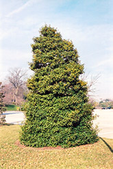 Yellow-Fruited American Holly (Ilex opaca 'Xanthocarpa') at Lakeshore Garden Centres
