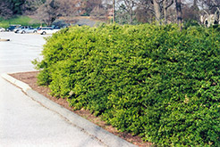 Dwarf-Leaved Japanese Holly (Ilex crenata 'Microphylla') at Lakeshore Garden Centres